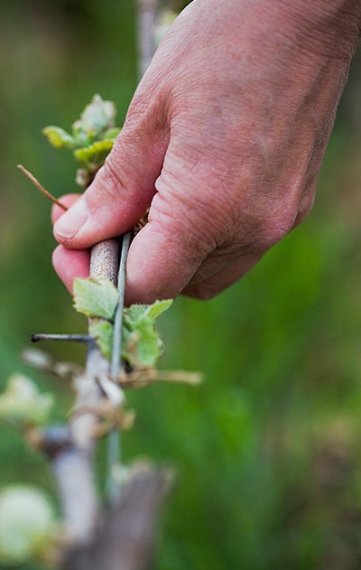 Champagne Piollot